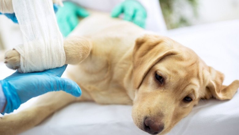 Medicine And Massage Therapy Can Be Used To Help in Veterinary Pain Management