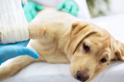 Medicine And Massage Therapy Can Be Used To Help in Veterinary Pain Management