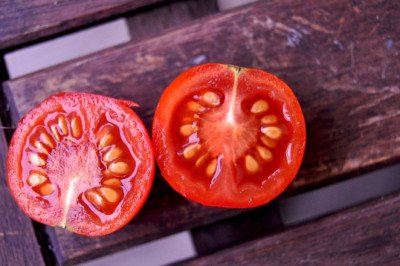 A Dormant Tomato Plant Grows From Tomato Seeds