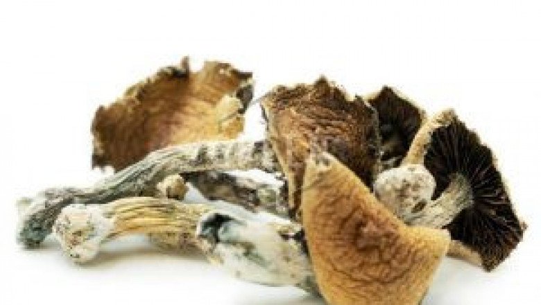 BRAZILIAN MAGIC MUSHROOMS