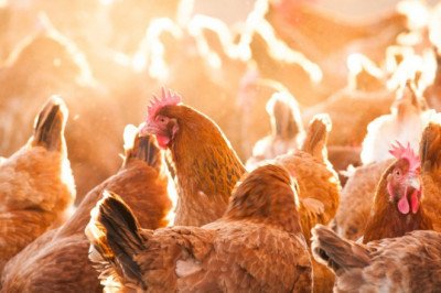 Domesticated Birds Kept By Humans For Their Eggs, Meat, Or Feathers Are Known As Poultry
