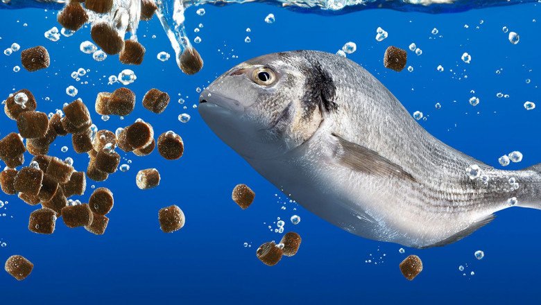 Aquafeed Market Growth Is Expected Due To Growing Consumption And Acceptance