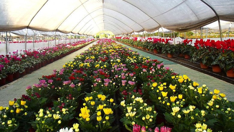 Floriculture Market Growth Drivers, Factors and Insights during the Forecast Period by 2027