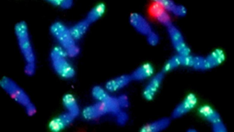 In-situ Hybridization is used to detect miRNAs and chromosomal changes in single cells