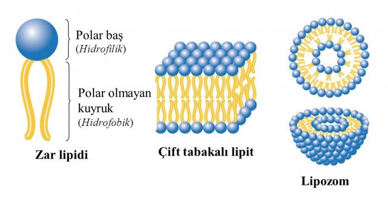 Increasing lipid disorders are expected to boost the growth of the Lipid Analysis Devices Market
