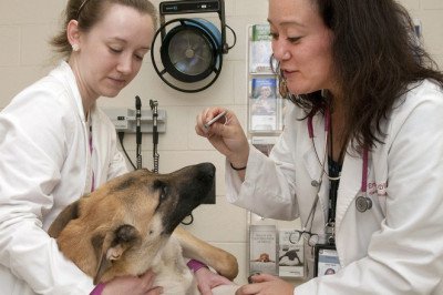 Veterinary Imaging Can Help With The Detection Of Nerve Injury And Dysfunction And Can Identify Problems In Both The Bones And The Soft Tissues
