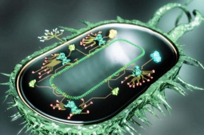 The Field Of Synthetic Biology Involves Designing Organisms To Have New Abilities In Order To Make Them Useful