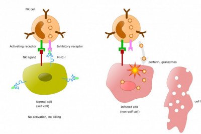 All You Need To About the Applications of Cell Lysis