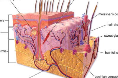 Global Subcutaneous Biologics Market : Share, Size, Growth, Opportunity, and Forecast 2022-2028