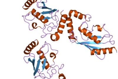 Ubiquitin Enzymes that facilitate transcriptional instruction, protein transfer, and endocytosis and lysosomal levelling in signaling processes
