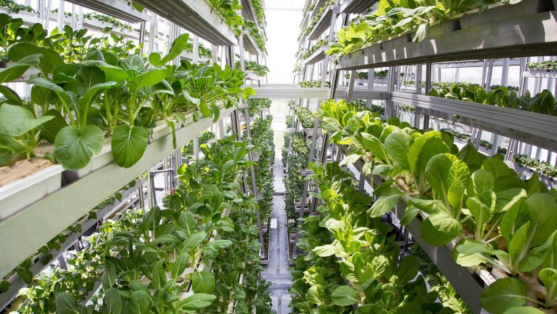 Several layers of crops are stacked vertically as part of Vertical Farming
