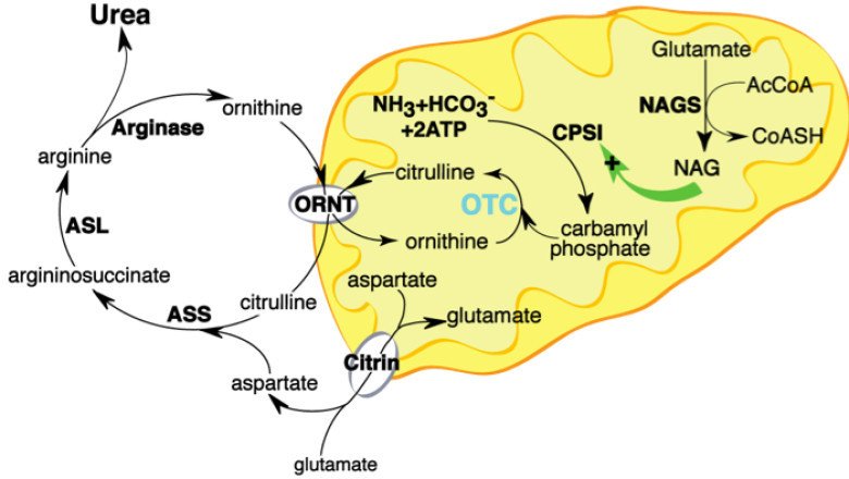 Even with these treatments available, the need for better treatments for Ornithine Transcarbamylase (OTC) Deficiency Treatment continues to grow.