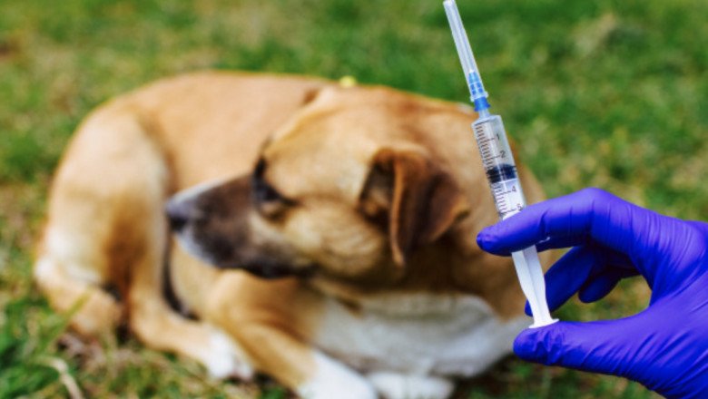 A Rabies Vaccine Protects Against Rabies Infection By Immunizing Against It