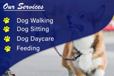 A Day In The Life Of A Dog Boarding Facility