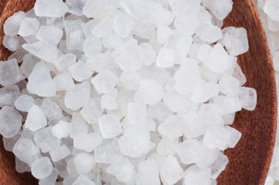 Trees Contain A Variety Of Secretory Cells That Contain Camphor Oil