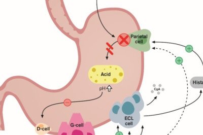 Inhibitors Of Proton Pump Inhibitors Cause Stomach Acid Production To Be Greatly Reduced And Prolonged