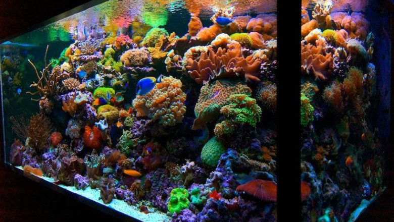A Reef Aquariums Is Becoming More Popular Due To Their Ability To Show Marine Life