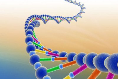 Using Recombinant DNA Technology, an organism's genome can be altered outside of its own body to attain better features and functions