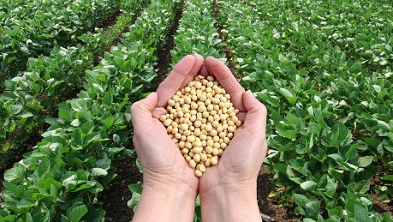 A new farming technique uses Genetically Modified Seeds