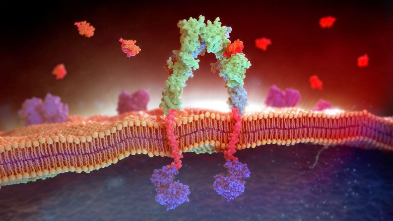 Cell-cell communication, cell recognition of antigens in the immune system and other functions are made possible by medical membranes.