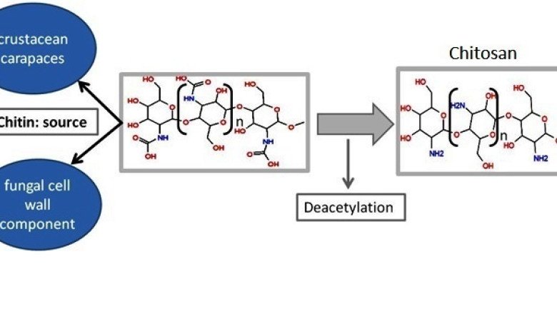 Chitin Is Made Up Of A Long Chain Polymer Of Glucose Amide N-Acetylglucosamine