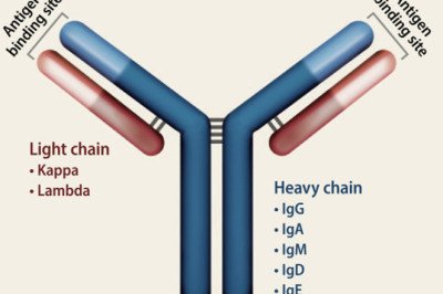 Plasma Cells Produce Immunoglobulin As Glycoprotein Molecules