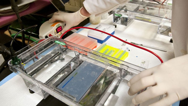 Using Electrophoresis, Researchers Separate Charged Molecules, Like DNA, According To Their Size