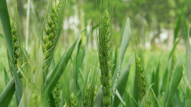 "Maximizing Crop Growth with Chelated-Iron Agricultural Micronutrient"