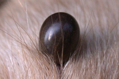 Lyme Disease Treatment Market Opportunities, Current Trends, Challenges and Market Analysis 2028