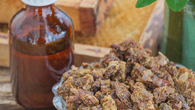 From Some Plants And Trees, Bees Collect Propolis, A Mixture Of Pollen And Beeswax
