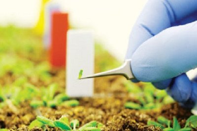 The Term Bioengineered Food Refers To Food That Has Been Modified Using Genetically Modified Organisms (GMOs)