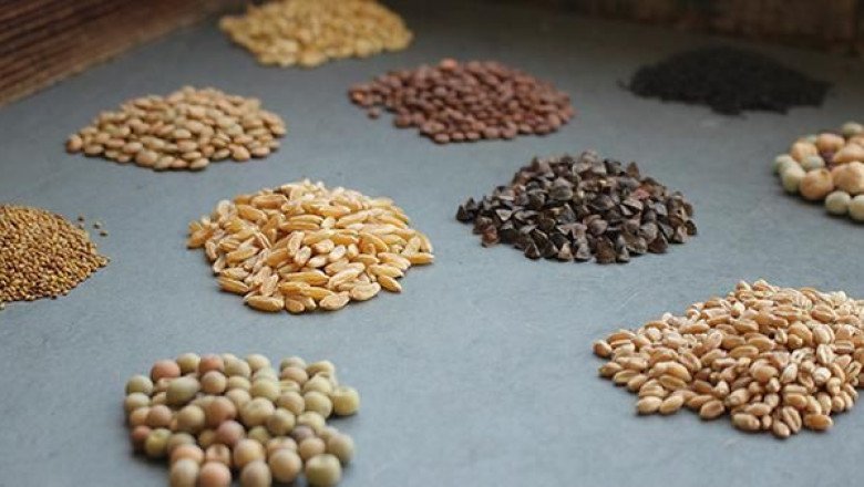 Genetically Modified Seeds Market: A Comprehensive Analysis of Key Players and Their Strategies