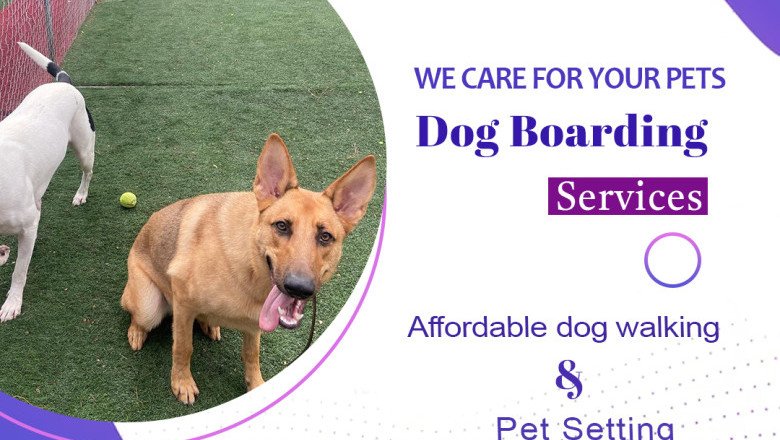 How to Train Your Dog with Good Habits