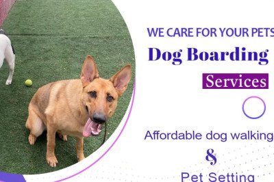 How to Train Your Dog with Good Habits
