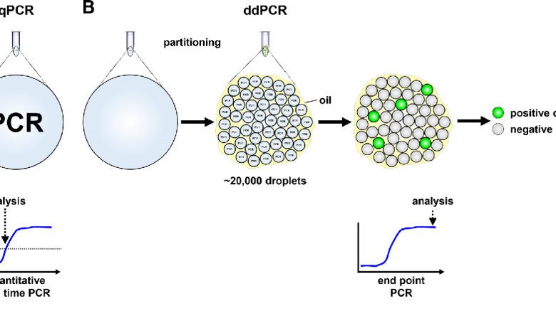 How Digital PCR and Real-time PCR (qPCR) are Advancing Cancer Research