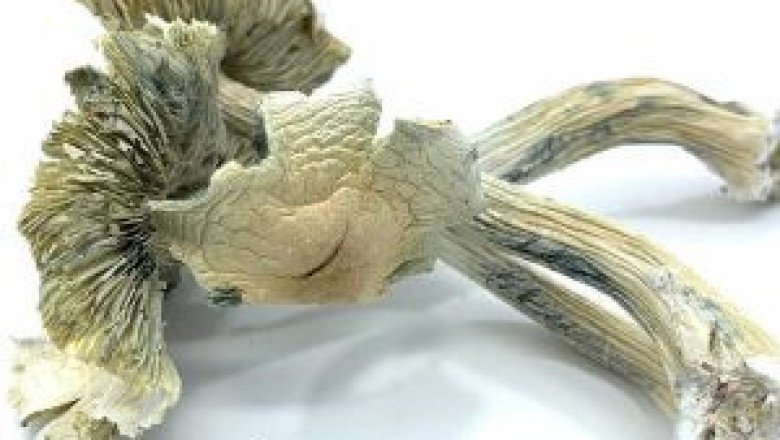 ALACABENZI MAGIC MUSHROOMS