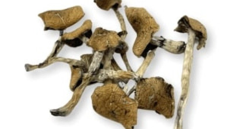 ESCONDIDO MAGIC MUSHROOMS