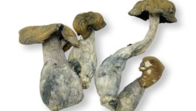 MAKILLA GORILLA MAGIC MUSHROOMS $25.00
