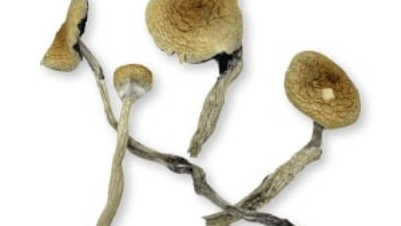 ZILLA MAGIC MUSHROOMS $25.00