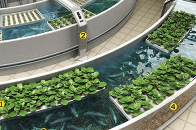 Know How and where Aquaponics are used?