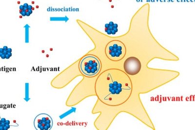 The Latest Advances in Intramuscular Vaccine Adjuvant Technology